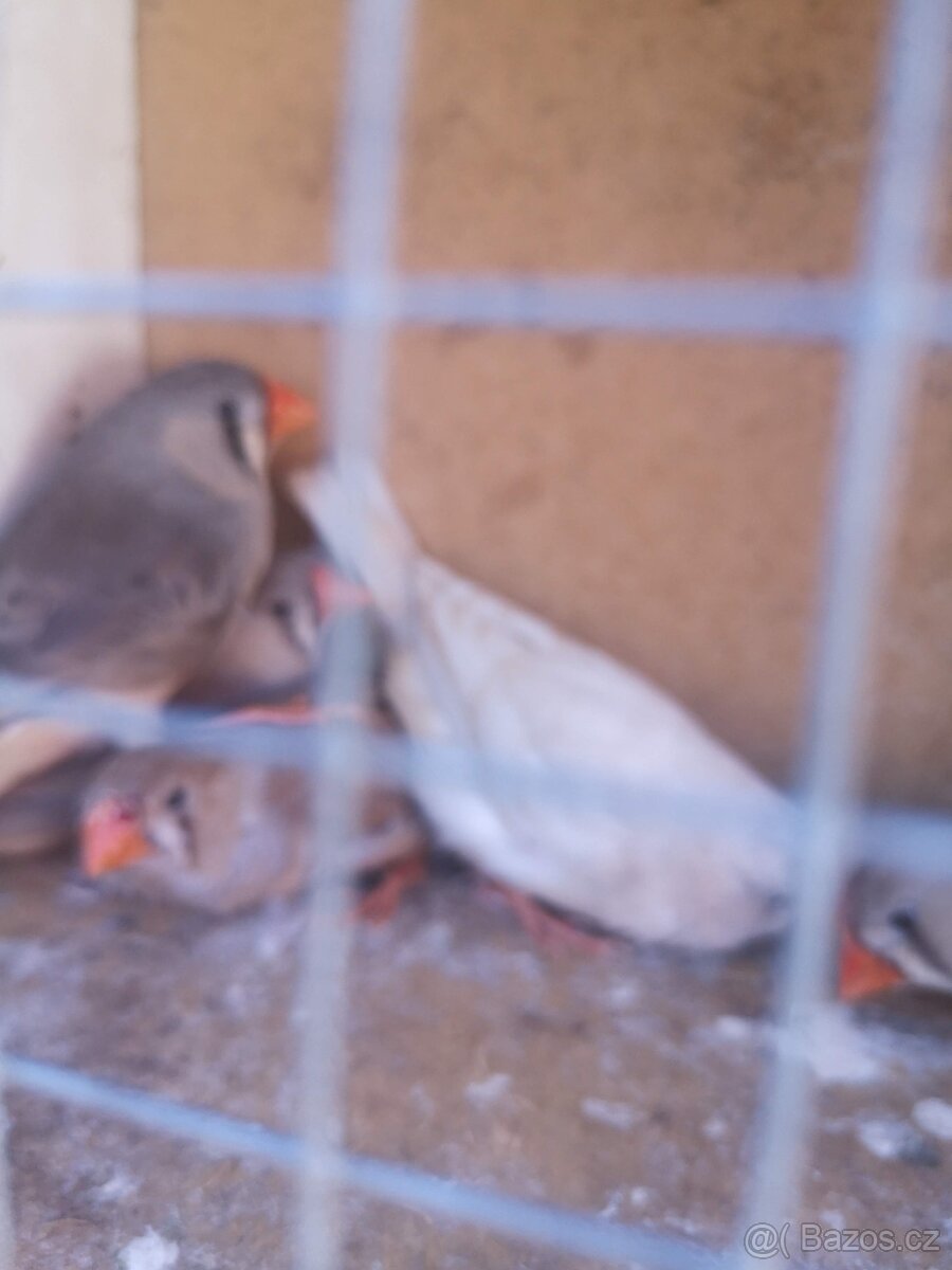 Zebricky holoubci - 3