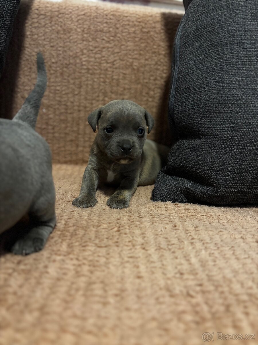 Stafordsirsky bulterier - 3