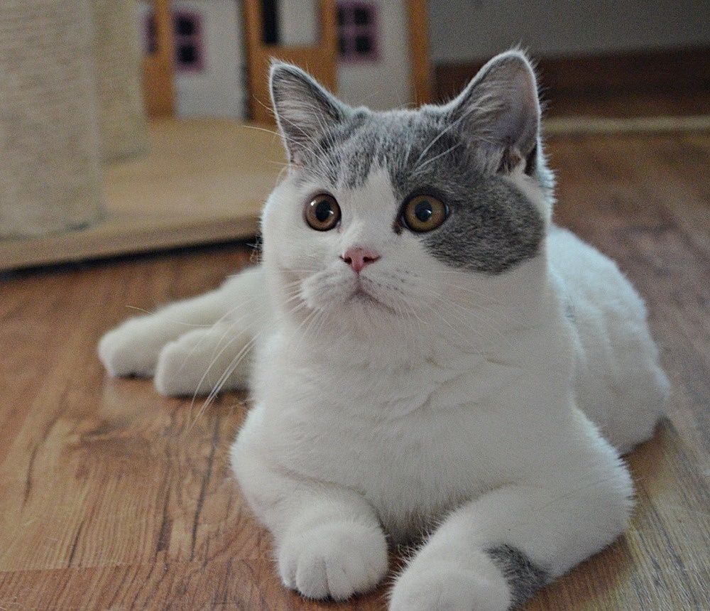 Britská koťátka s PP - 3