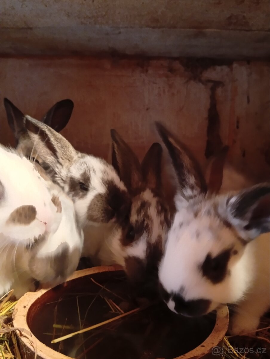 Samice s králíčky - 3
