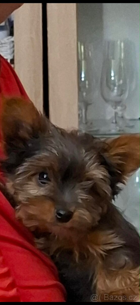 Jorkšírský terier - 3