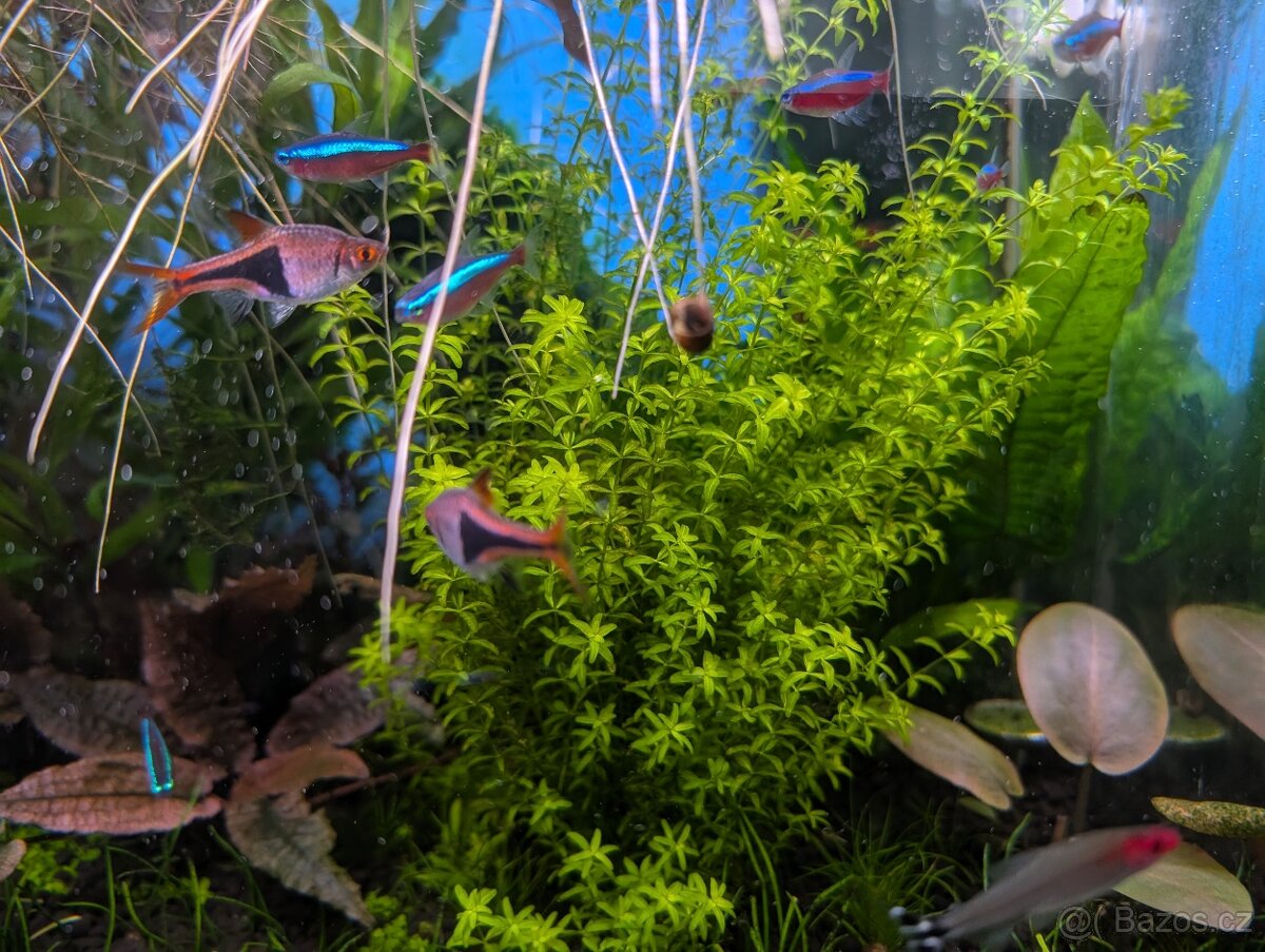 Akvarijní rostlinky - 3
