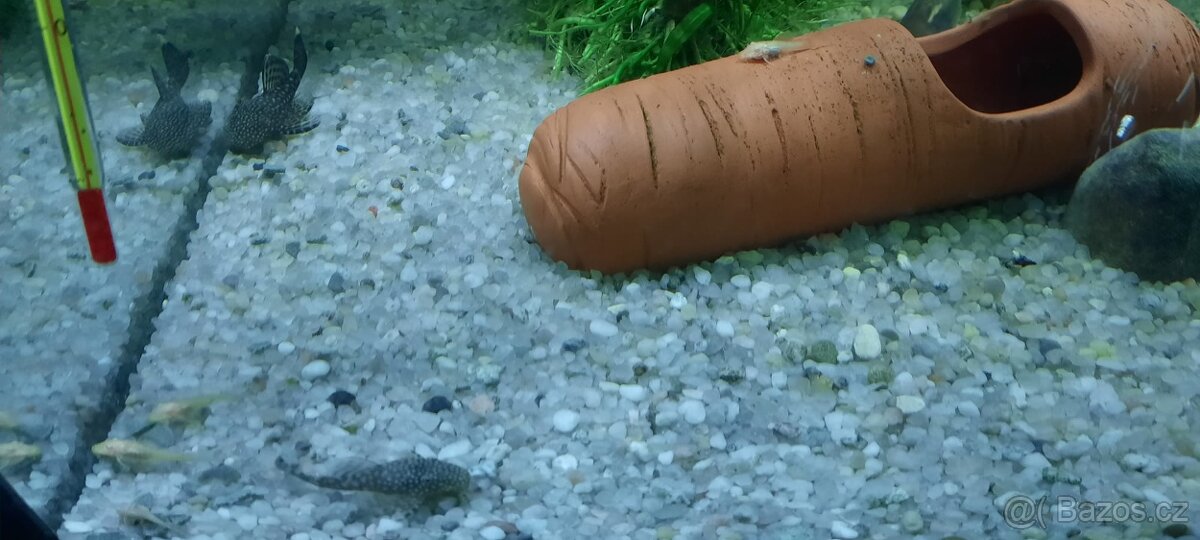 Prodám Ancistruse - 3