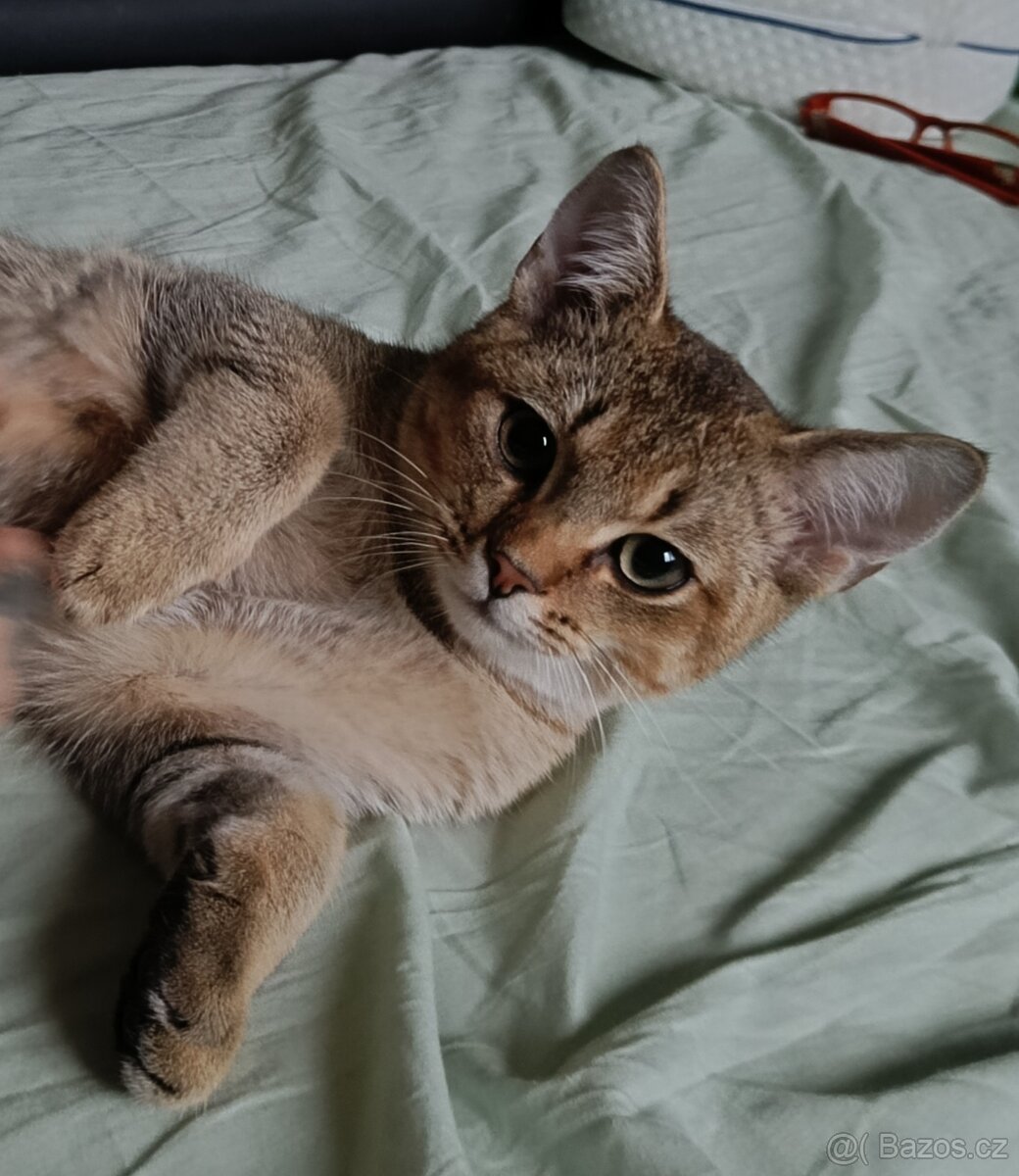 Britský kocourek bez PP - 3