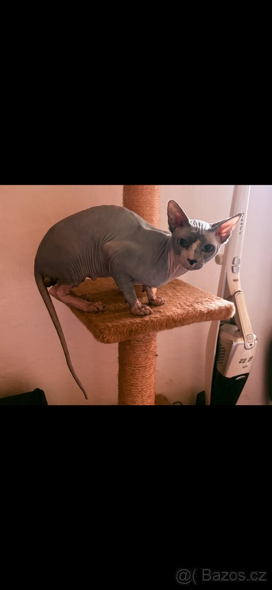 Kocourek sphynx - 3