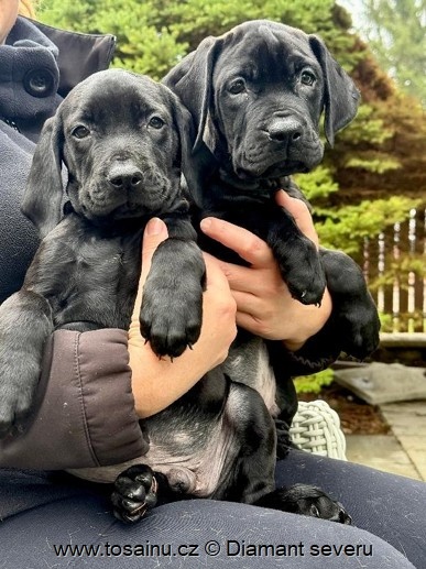 Tosa inu - TOP štěňátka vzácné černé barvy s PP - 3