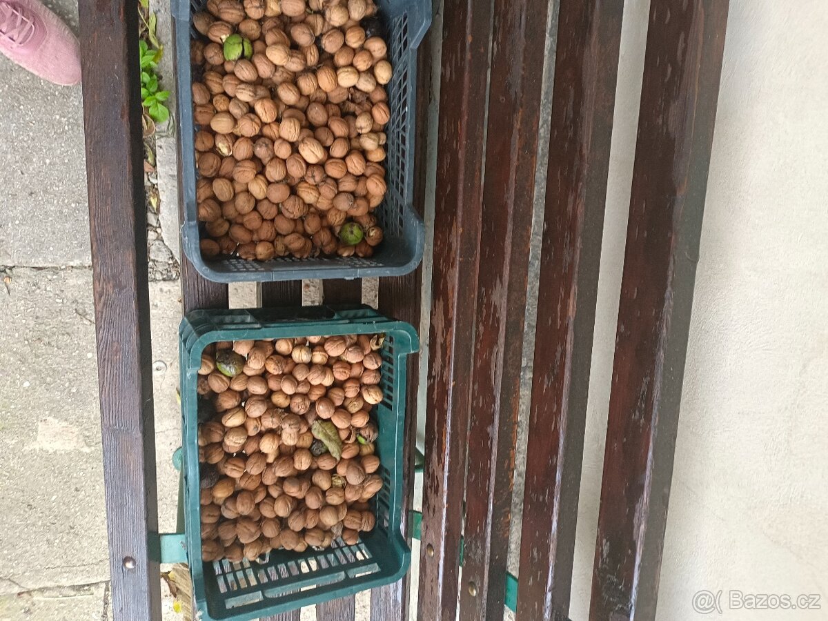 Ořechy vlašské čerstvé za 69 Kč/kg. Plzeň Doubravka - 3