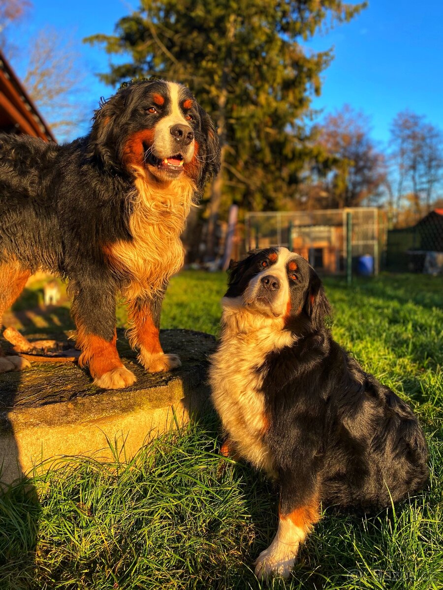 Nabídka krytí – Bernský salašnický pes - 3