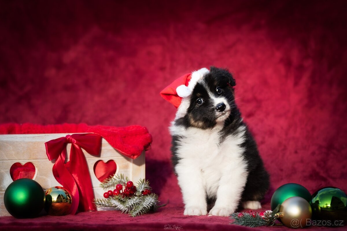 Australský ovčák s PP FCI - 3