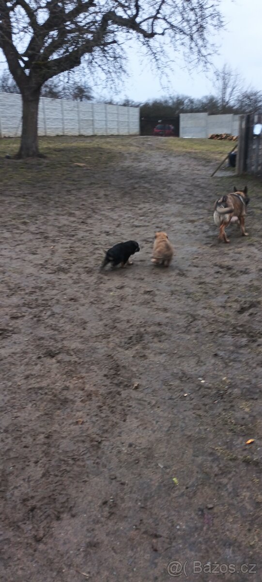 Štěňata Nemecky Ovcak bez PP - 3