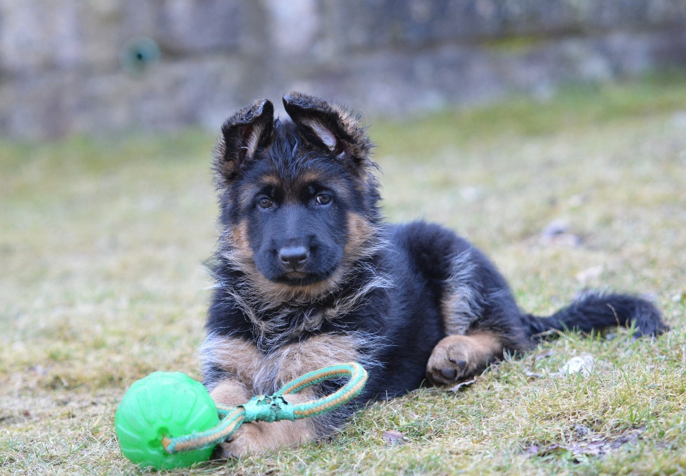 Štěňata NO s PP - 3