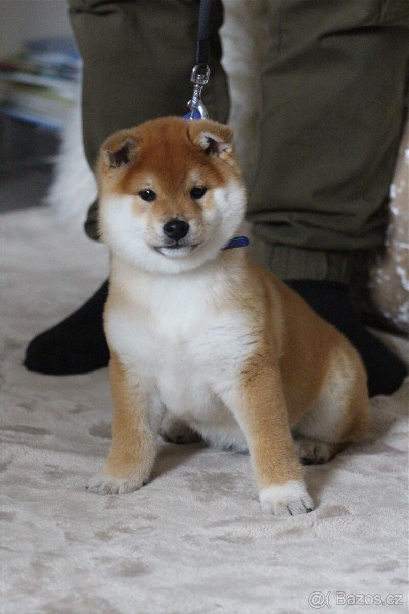 Shiba štěně pejsek - 3