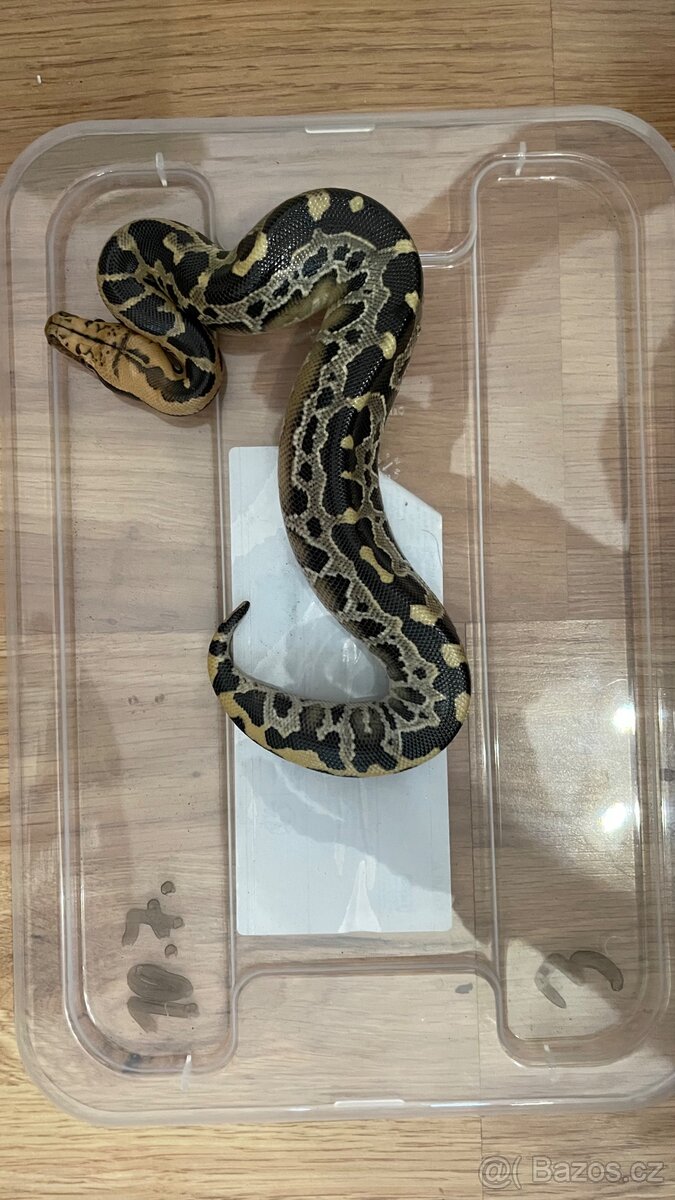 python breitensteini - 3