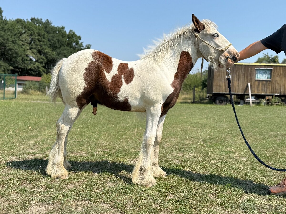 Hřebeček Irský cob - 3