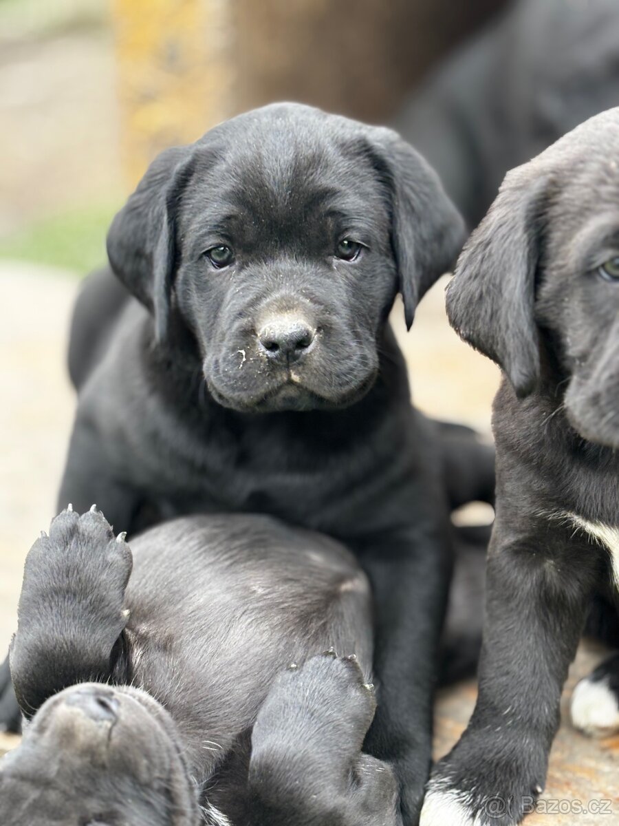 Predám Cane corso šteniatka - 3