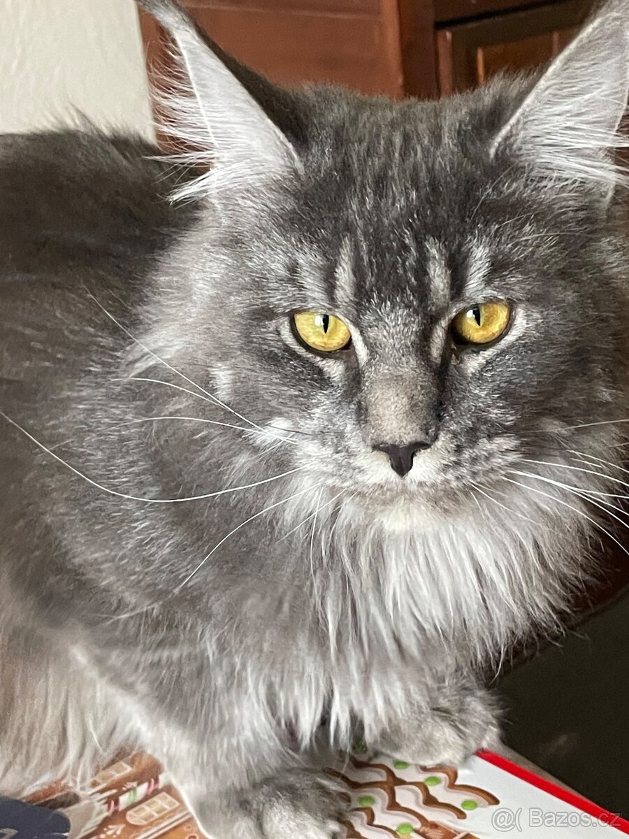 Mainská mývalí s pp - 3