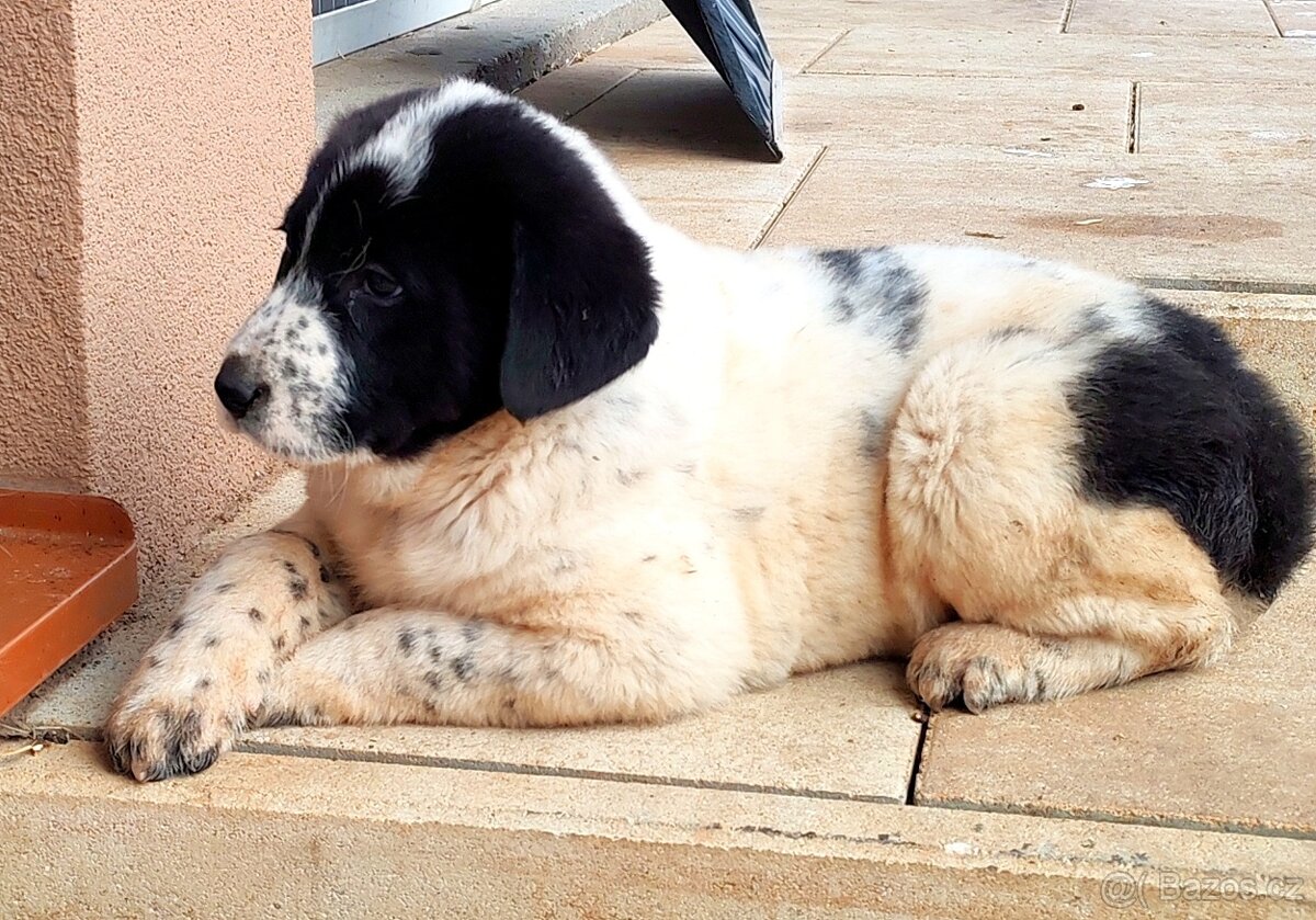 středoasijský pastevecký pes - 3