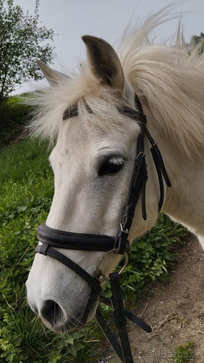 Prodej Welsh pony - 3