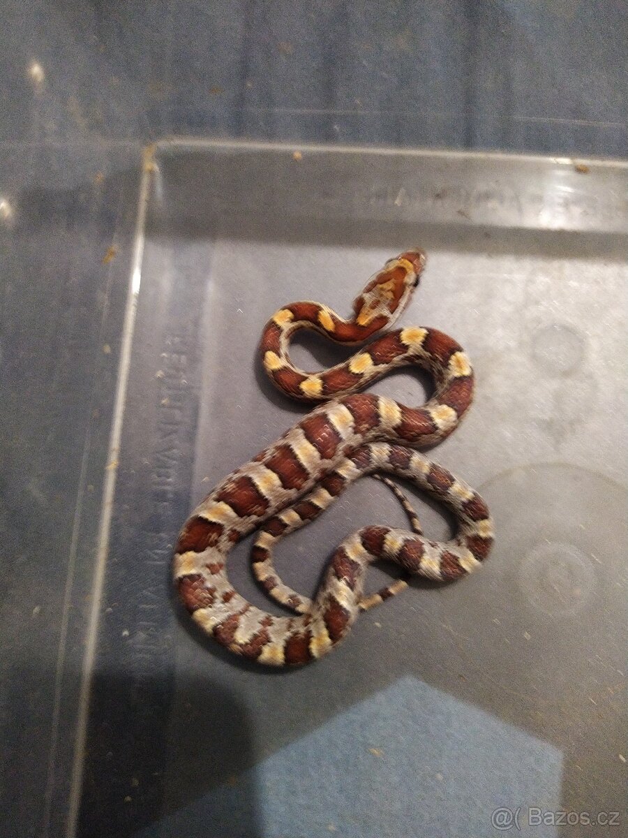 UŽOVKA ČERVENA - 3