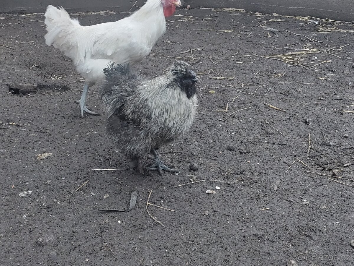 Kohouti hedvabnicky - 3