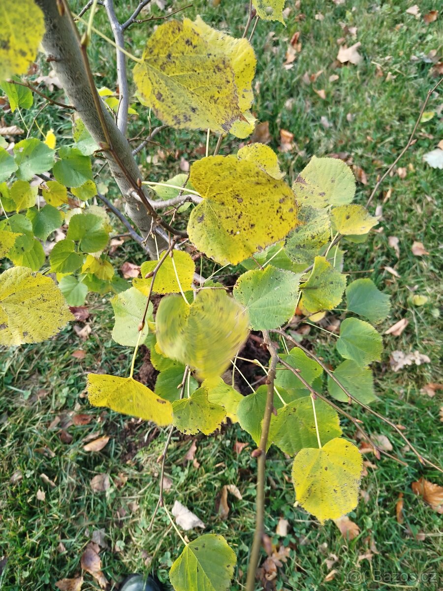 Lípa malolistá 2m - 3