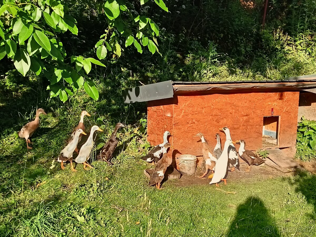 Indický běžec - 3
