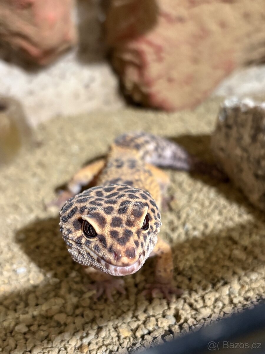 Gekončík noční, páreček s teráriem - 3