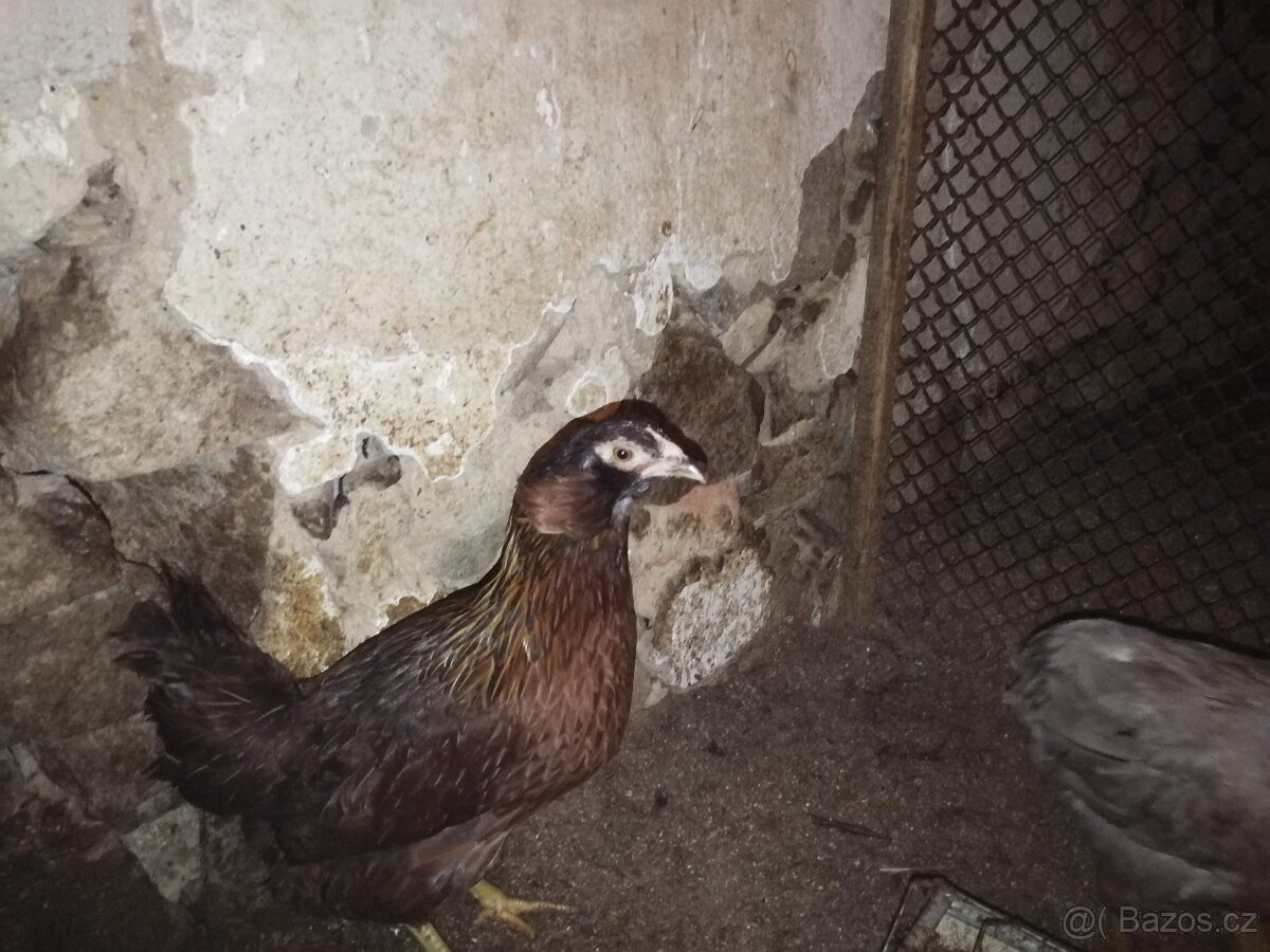 Slepice perličky, holubi - 3