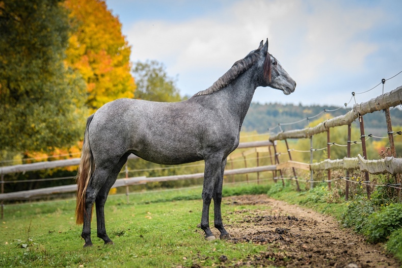 Lusitano charakterní klisna - 3