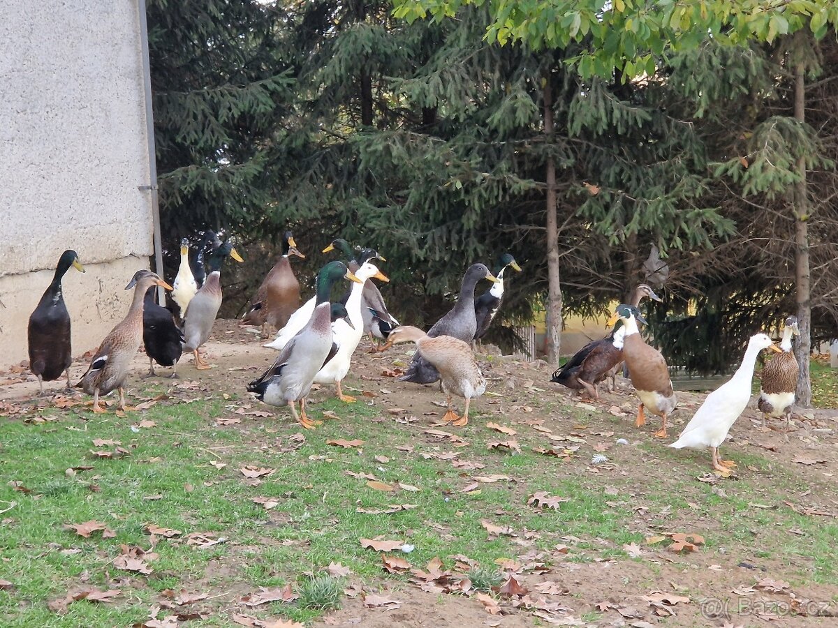 Indický běžec - 3