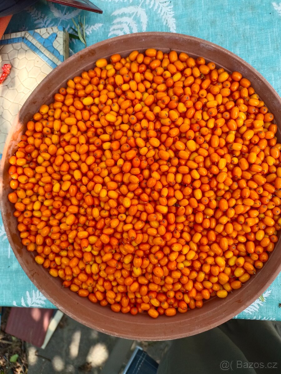 Hledám chatu k pronájmu Plzeň Rokycany Dobřív, Strašice aj - 3