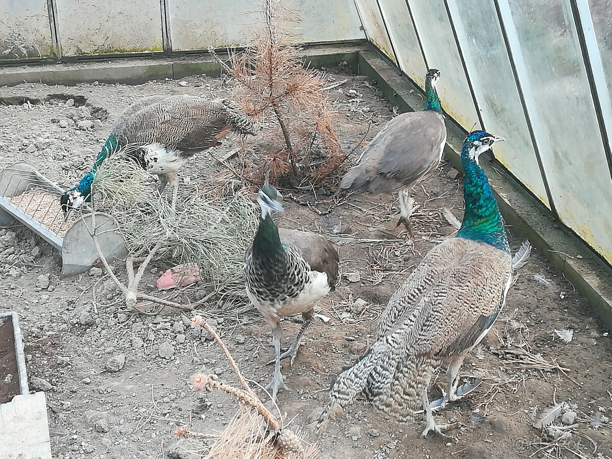 Letošní pávy modré, - 3