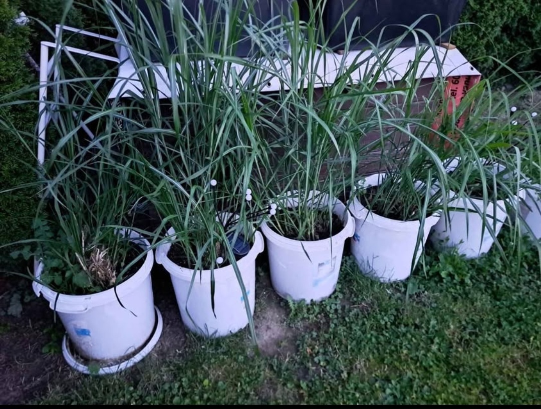 Prodám čisté kýble od barev. 40kg. - 3