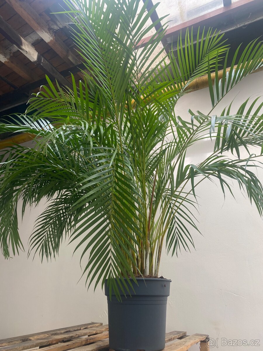 Velky set kytek 24ks DOVOZ ZDARMA - 3