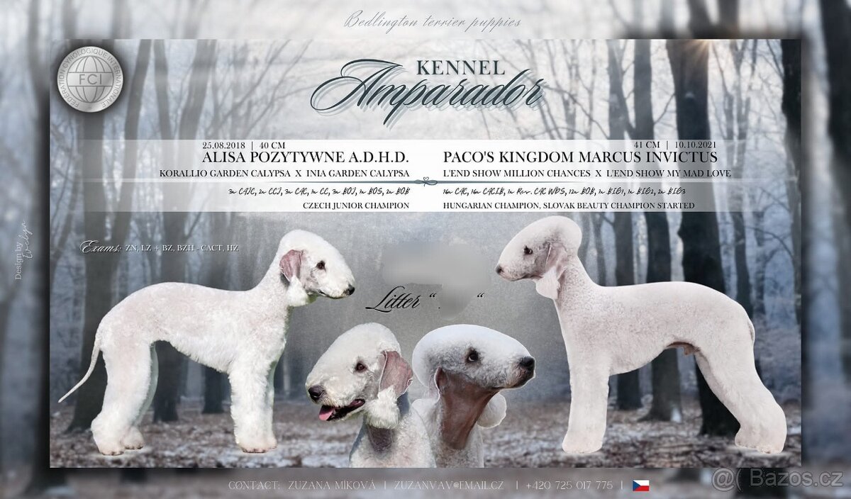 Bedlington teriér - 3