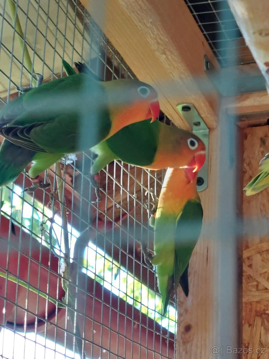 Agapornis Fisferi - 3