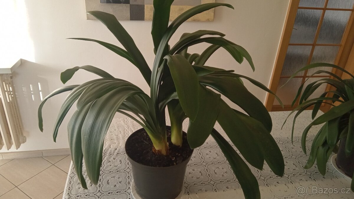 Klivie - Clivie, agáve - 3