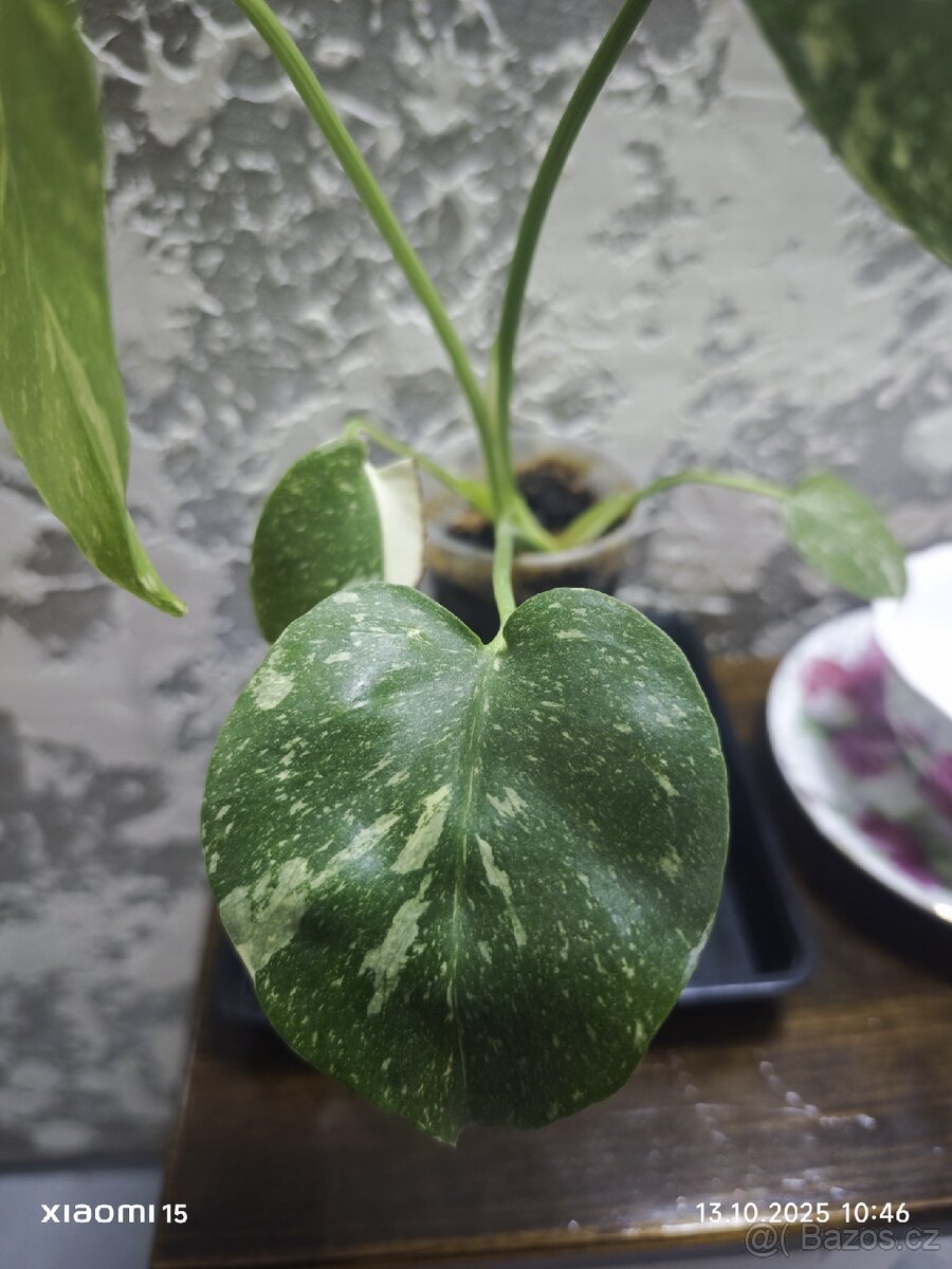 Monstera Thai 2. - 3