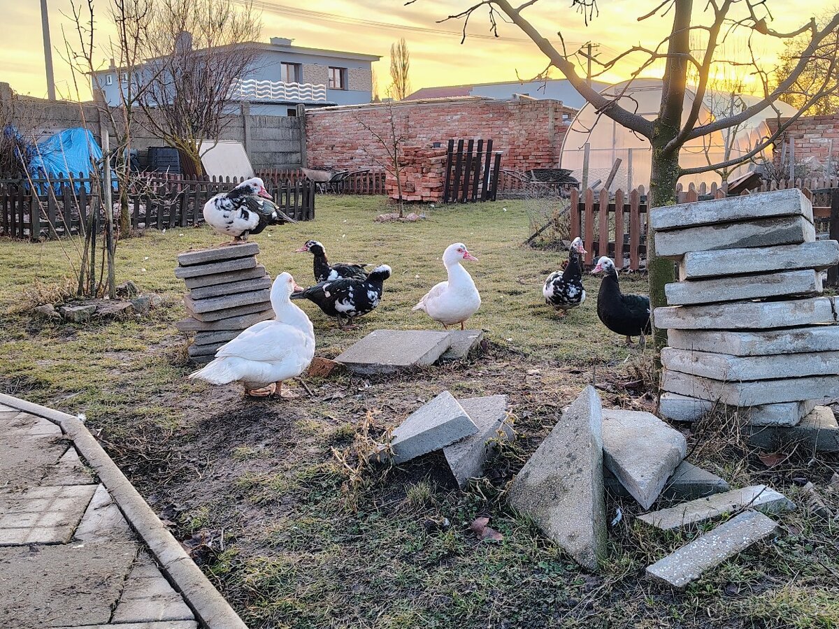 Kachna pižmová - 3