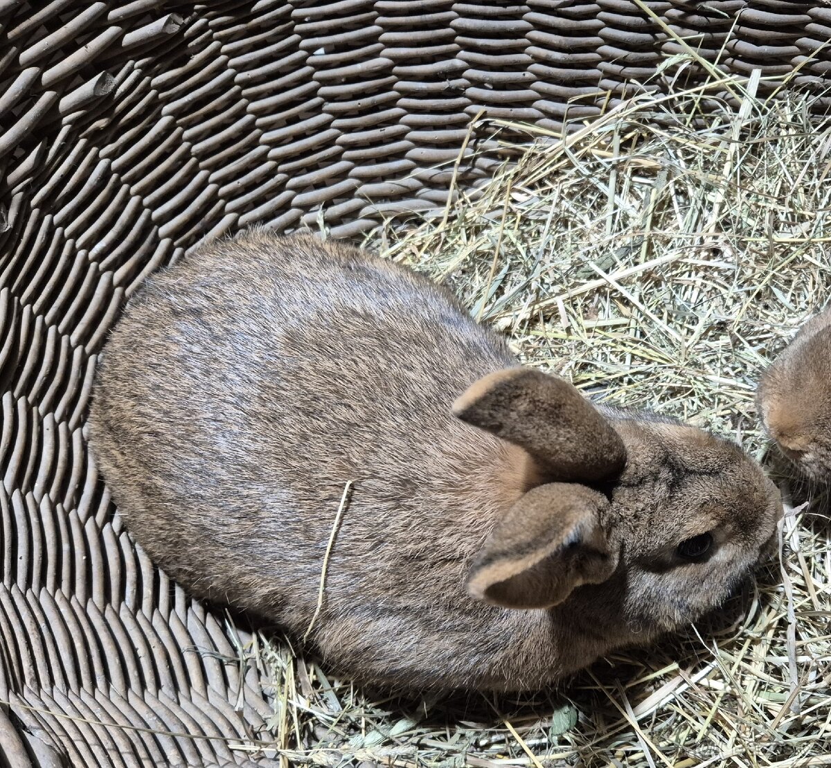 Kralik samec , kříženec českého červeného - 3