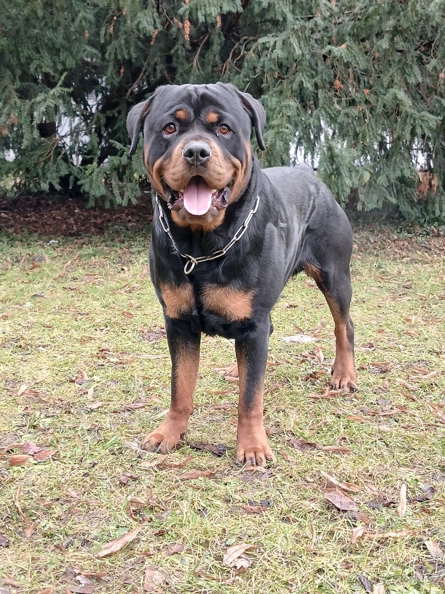 Rotvajler pes bez pp - 3