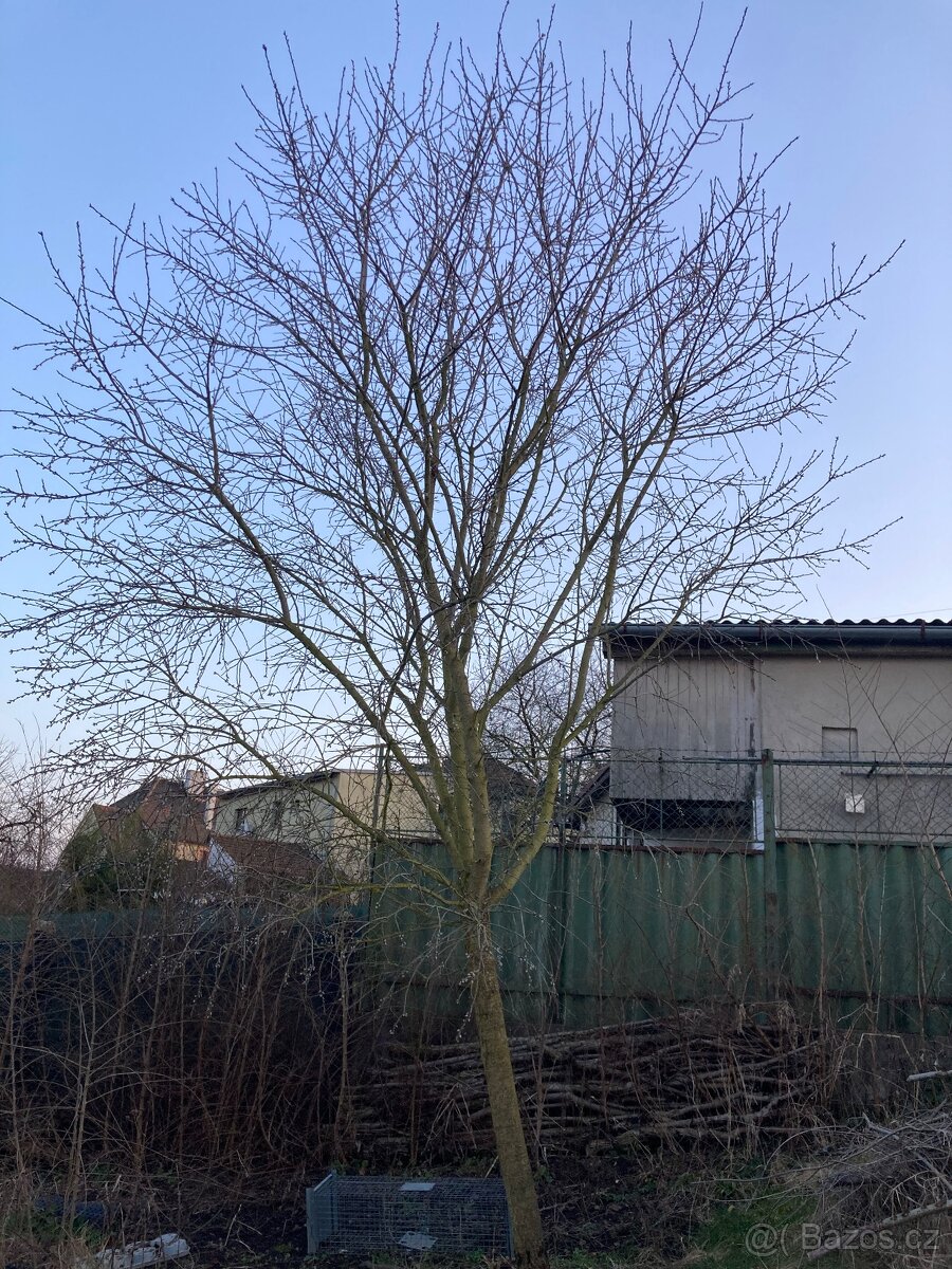 Vzrostlé stromy MANDLOŇ - 3