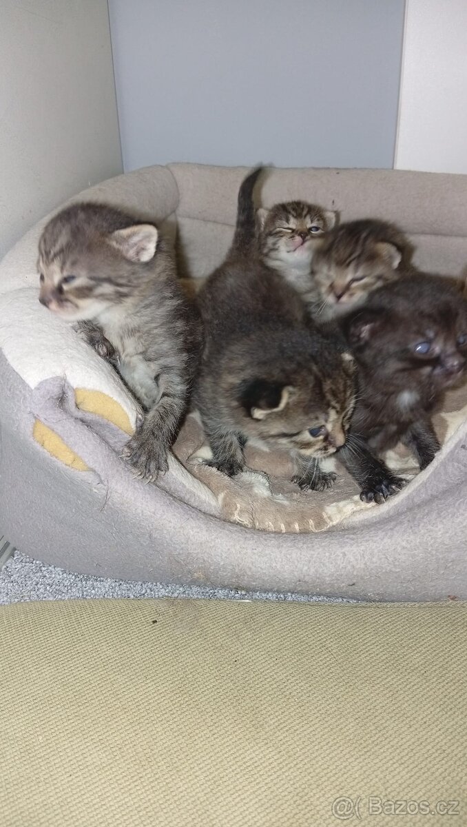 Koťata - 3