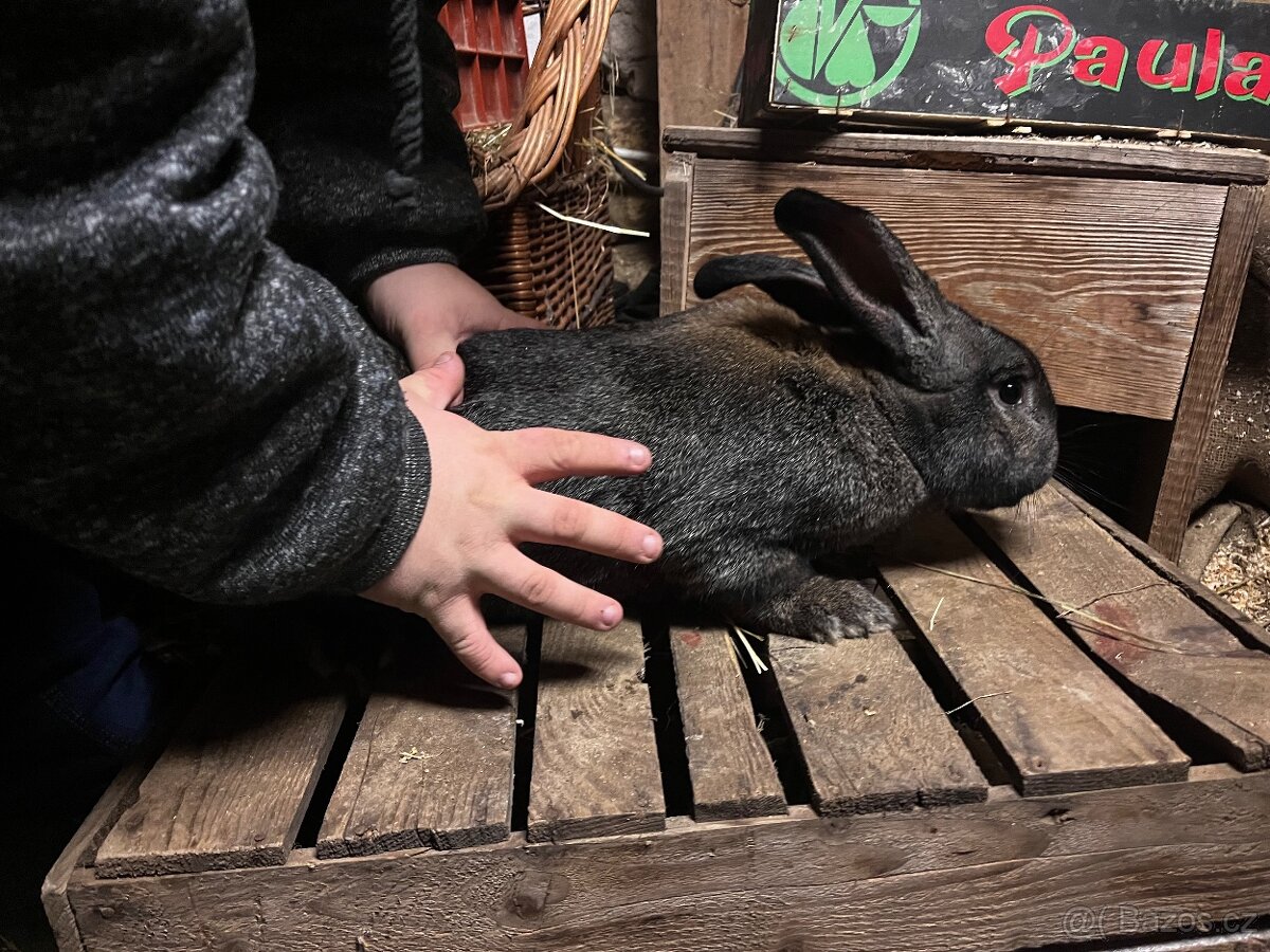 králik Prodám samce do chovu - 3