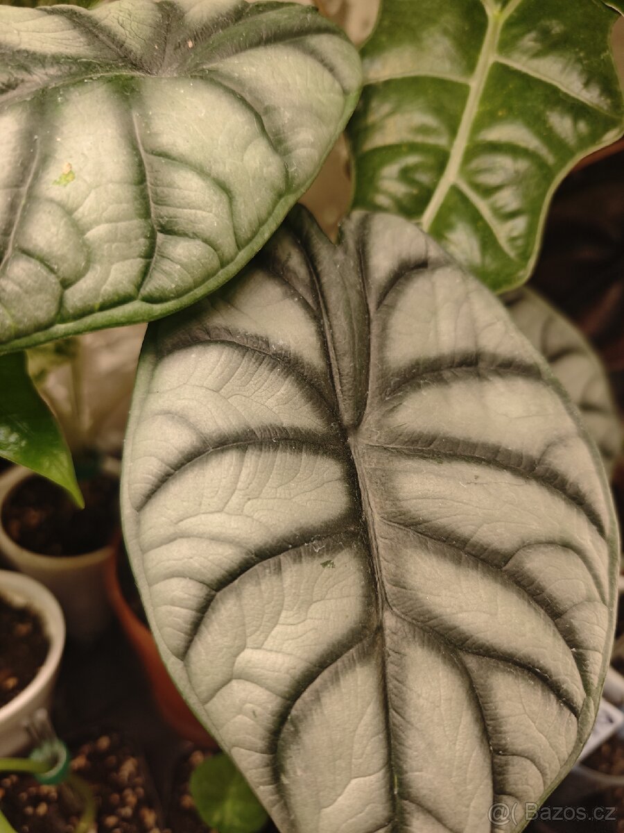 Alocasia - hlízky / rostlinky - 3