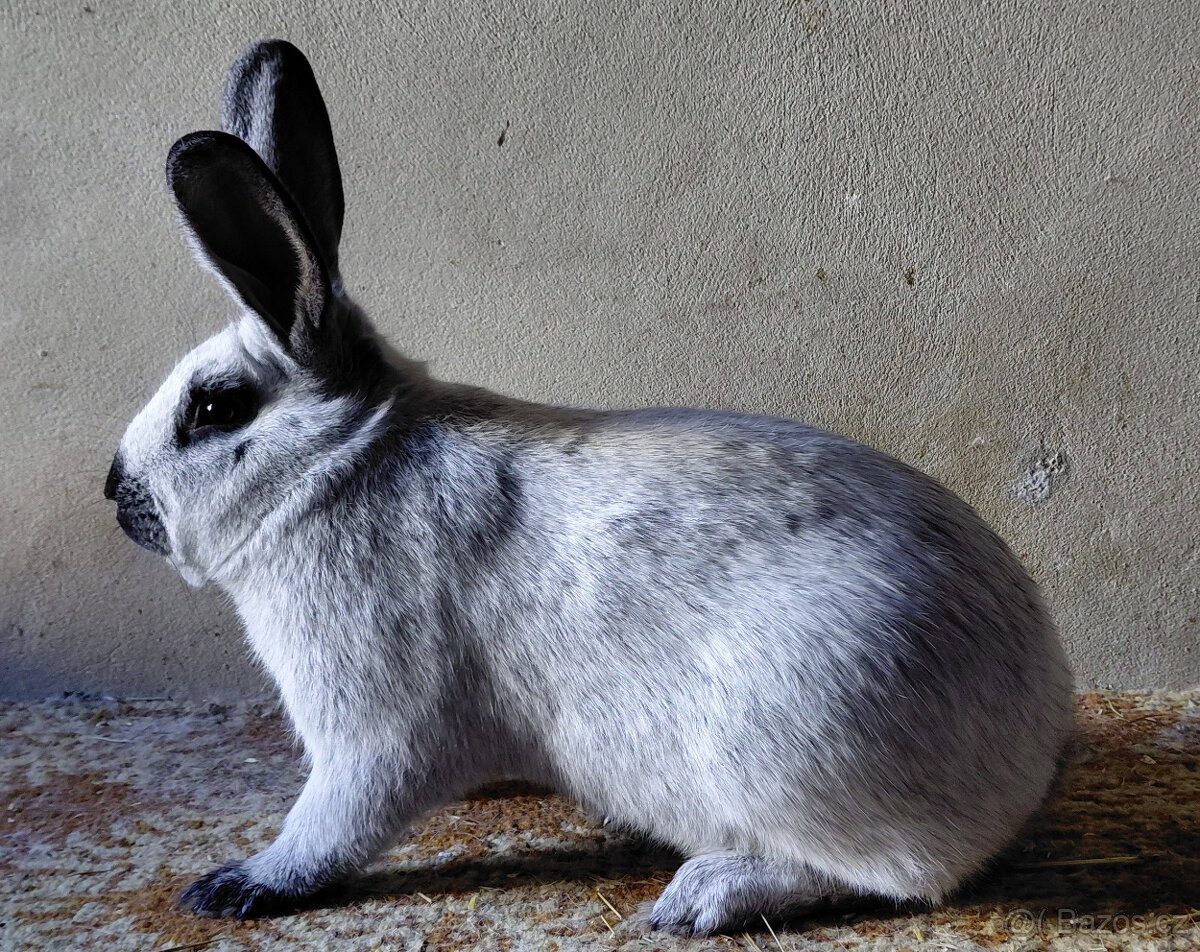 STŘÍBŘITÝ FRANCOUZSKÝ FS - 3