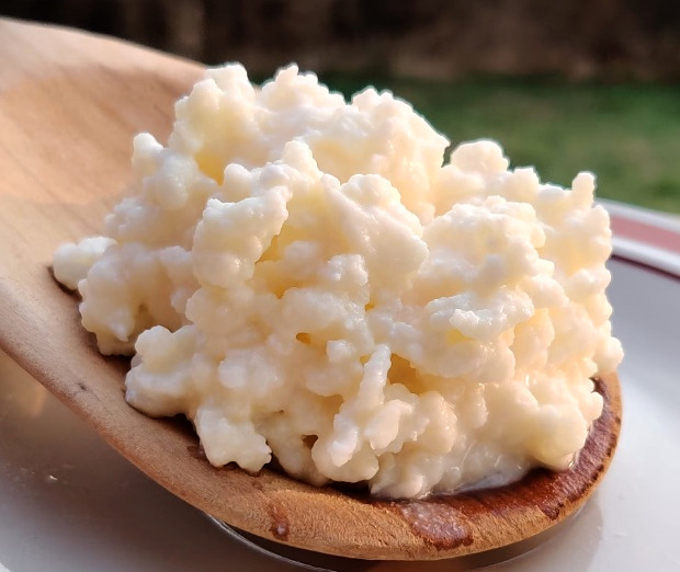 Bio Kefír - Tibetská huba - 3