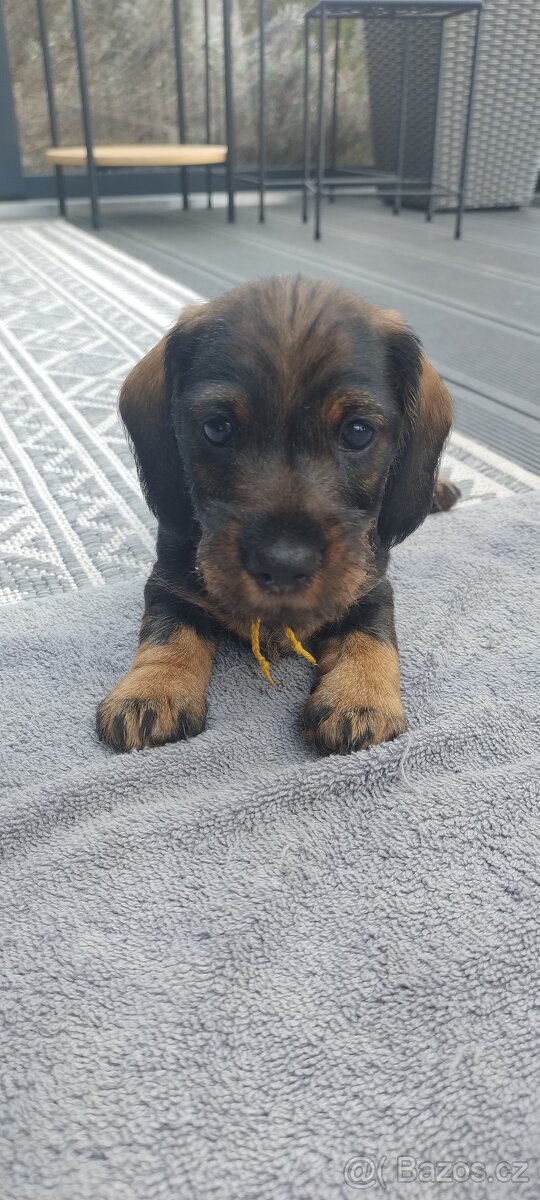 Jezevčík drsnosrstý - 3