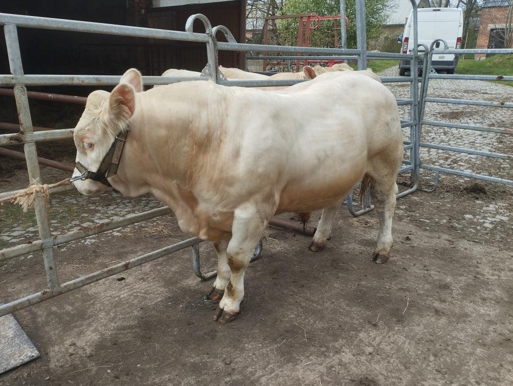 Plemenný býk charolais - 3