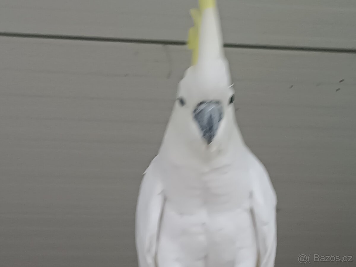 Kakadu Žlutočečelaty - 3